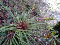 Tillandsia rodrigueziana