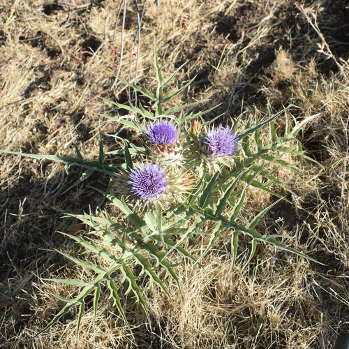Cynara cardunculus