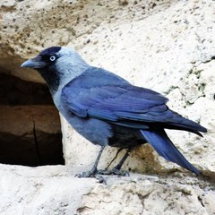 Corvus monedula