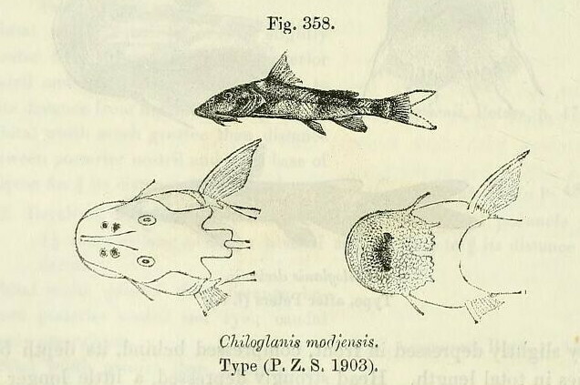 Chiloglanis modjensis
