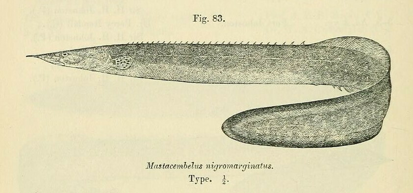 Spiny Eel