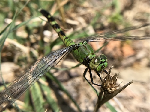 Eastern Pondhawk, photo 8 of 8