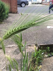 Poaceae