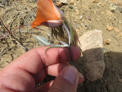 Calochortus kennedyi