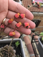 Echeveria purpusorum