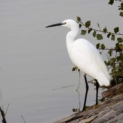 Egretta garzetta