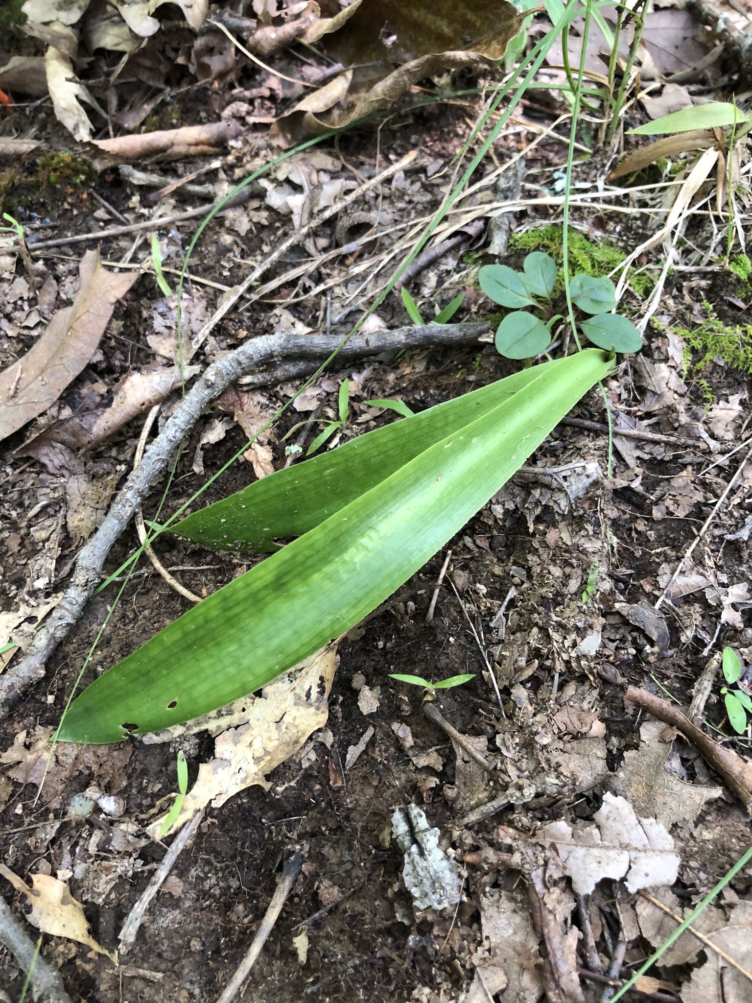 Eastern False Aloe (Manfreda virginica)  iNaturalist