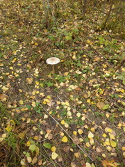 Fungi