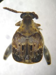 Penthobruchus germaini
