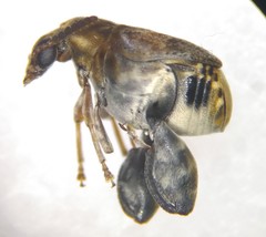 Penthobruchus germaini