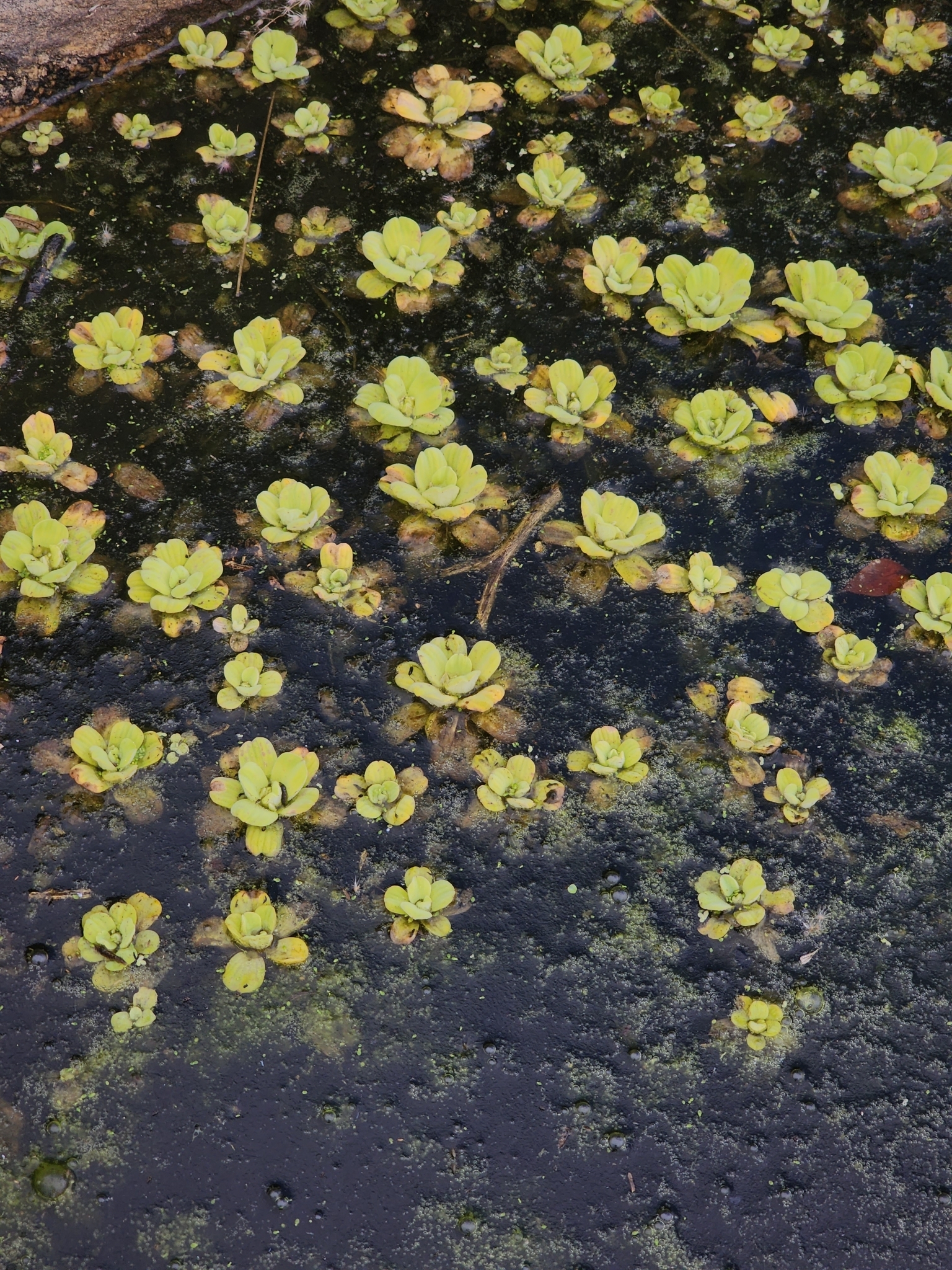 Pistia stratiotes