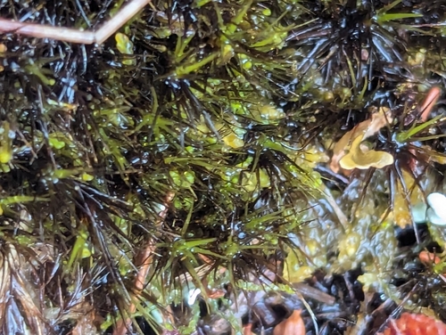 Image of Campylopus atrovirens by (c) Bryn, some rights reserved (CC BY)