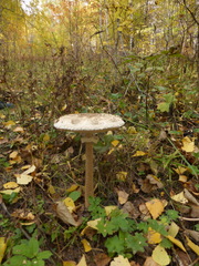 Fungi