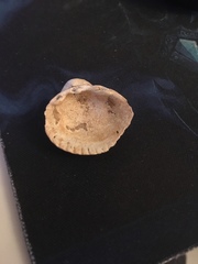 Cerastoderma edule