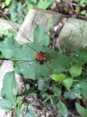 Leiobunum ventricosum