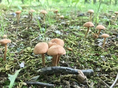 Laccaria laccata pallidifolia