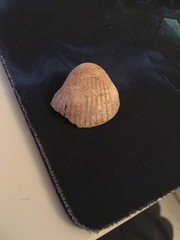 Cerastoderma edule