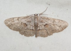 Iridopsis vellivolata