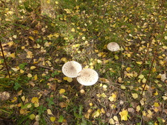 Fungi