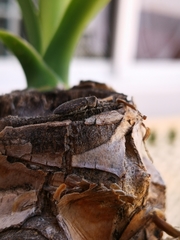 Acmaeoderella adspersula