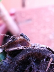 Acmaeoderella adspersula