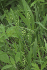 Dichanthelium scribnerianum