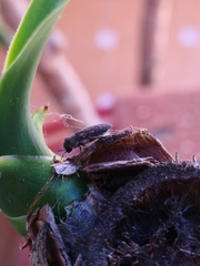 Acmaeoderella adspersula