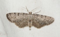 Aethalura intertexta