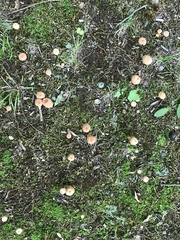 Laccaria laccata pallidifolia