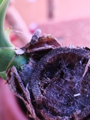 Acmaeoderella adspersula