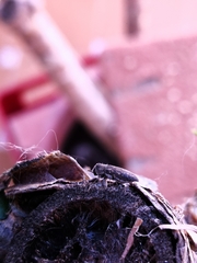 Acmaeoderella adspersula