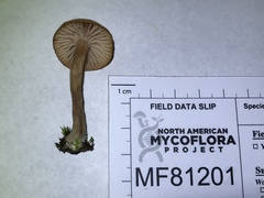 Laccaria laccata pallidifolia