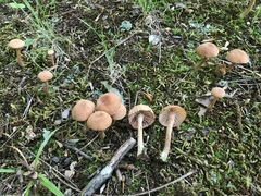 Laccaria laccata pallidifolia