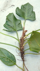 Philodendron fragrantissimum