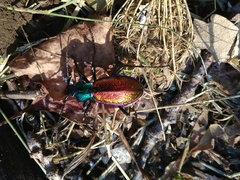 Carabus hispanus