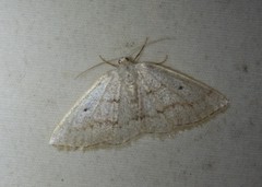 Lomographa glomeraria