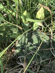 Opuntia cymochila
