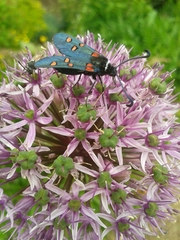 Zygaena lavandulae