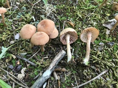 Laccaria laccata pallidifolia