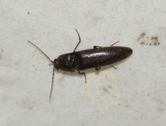 Melanotus castanipes