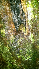 Cophyla grandis