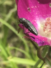 Agrilus muticus