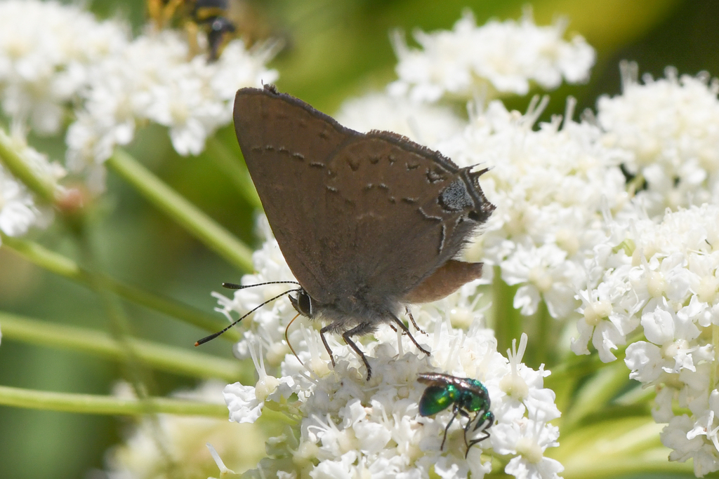 Hedgerow Hairstreak
