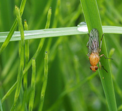 Dryomyzidae