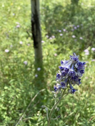 Image of Delphinium occidentale by (c) Jared Lincenberg, some rights reserved (CC BY)