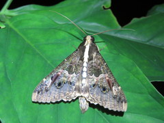 Sphingomorpha