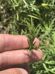 Triodanis leptocarpa