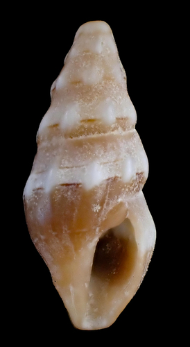 Clavus unizonalis observed 2002-12-13