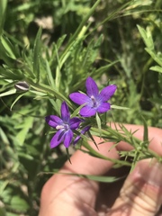 Triodanis leptocarpa