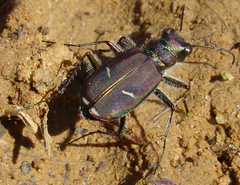 Cicindela purpurea